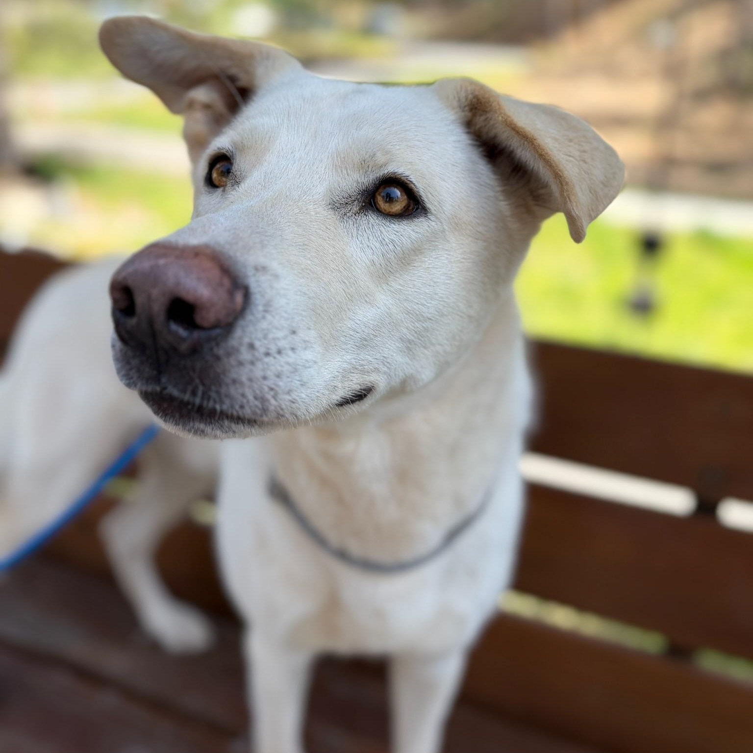 Enlarge Paddy- Gentle Giant, an adopted White German Shepherd in Grass Valley, CA image 3/6