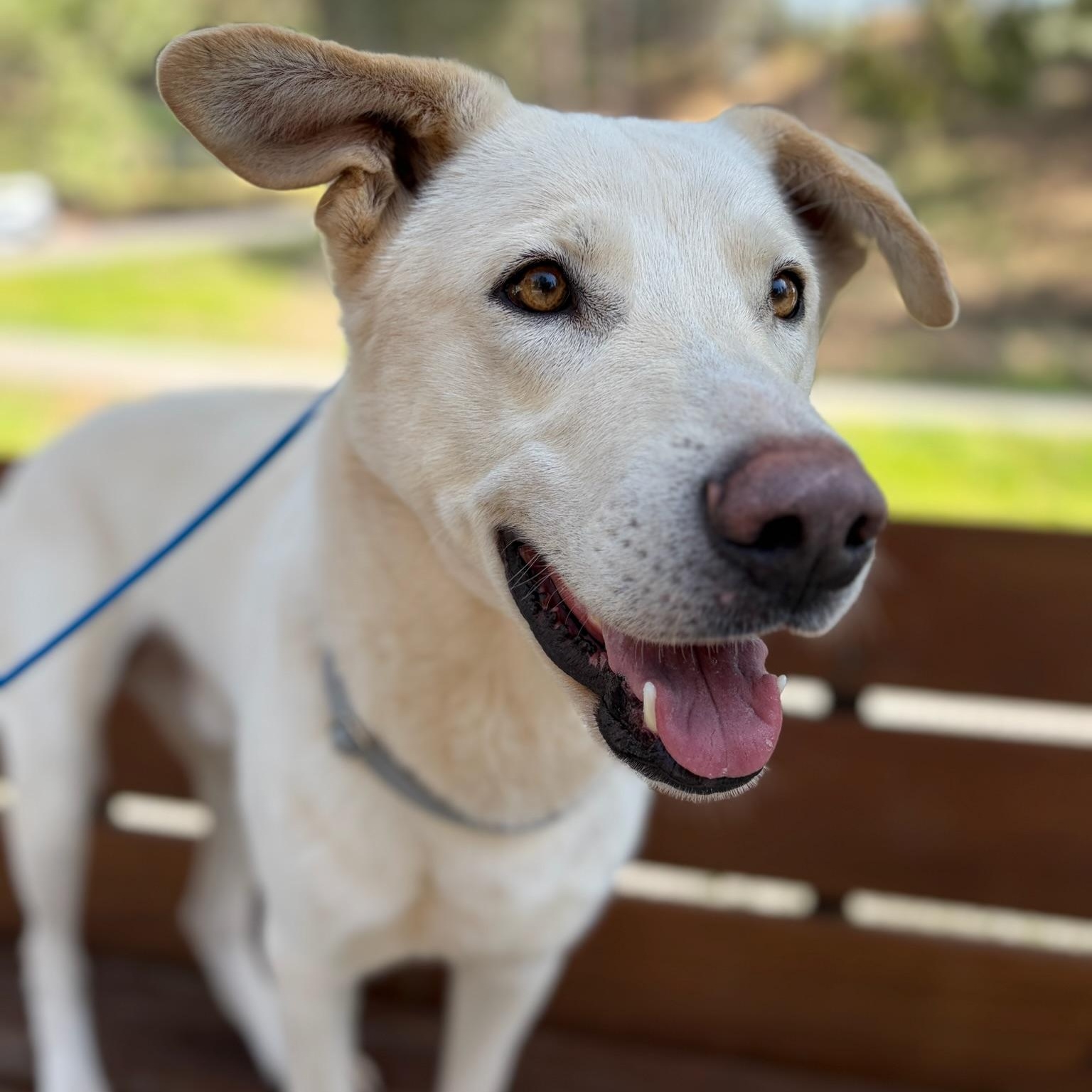 Enlarge Paddy- Gentle Giant, an adopted White German Shepherd in Grass Valley, CA image 6/6