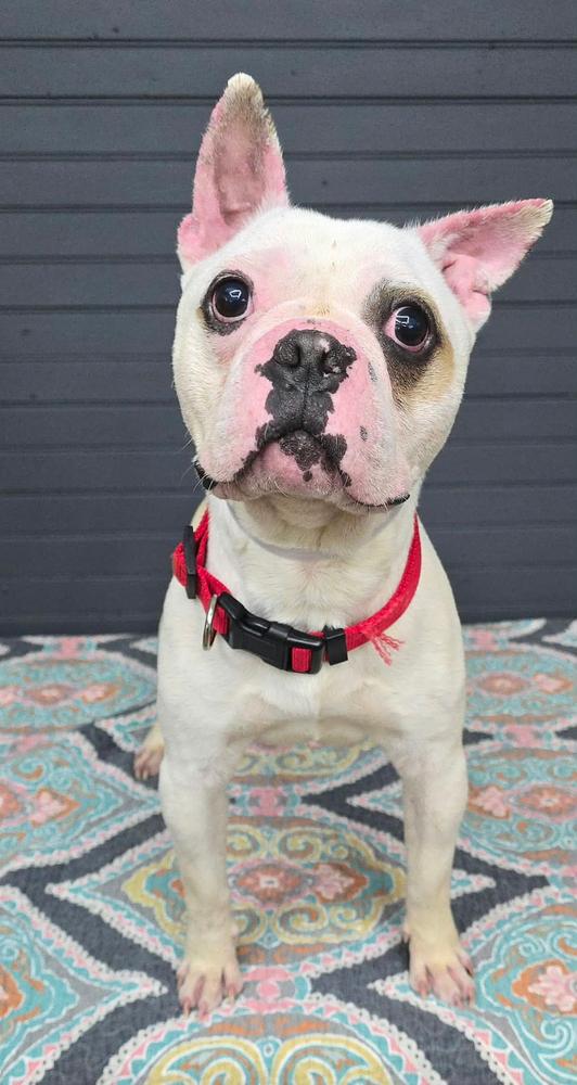 Jagger, Adoptable, Young Female French Bulldog & Boston Terrier.