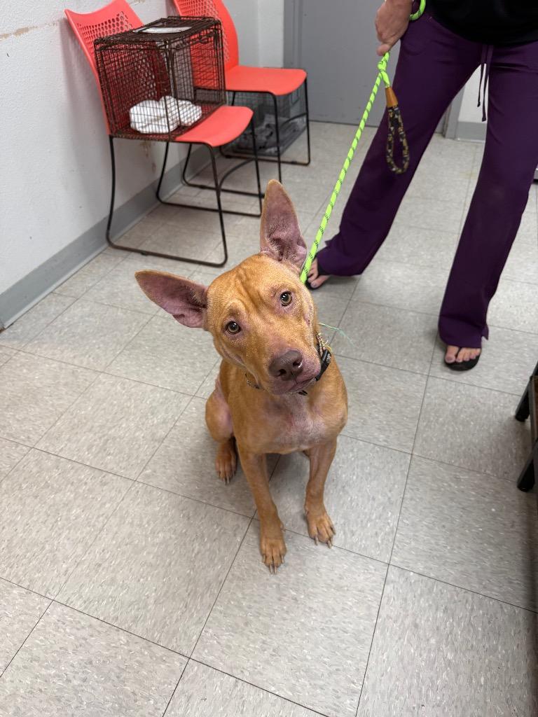 Gwaltney, Adoptable, Young Female Carolina Dog & Pit Bull Terrier.