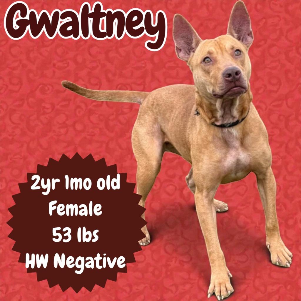Enlarge Gwaltney, a Adoptable mixed breed in Sorrento, LA image 1/4