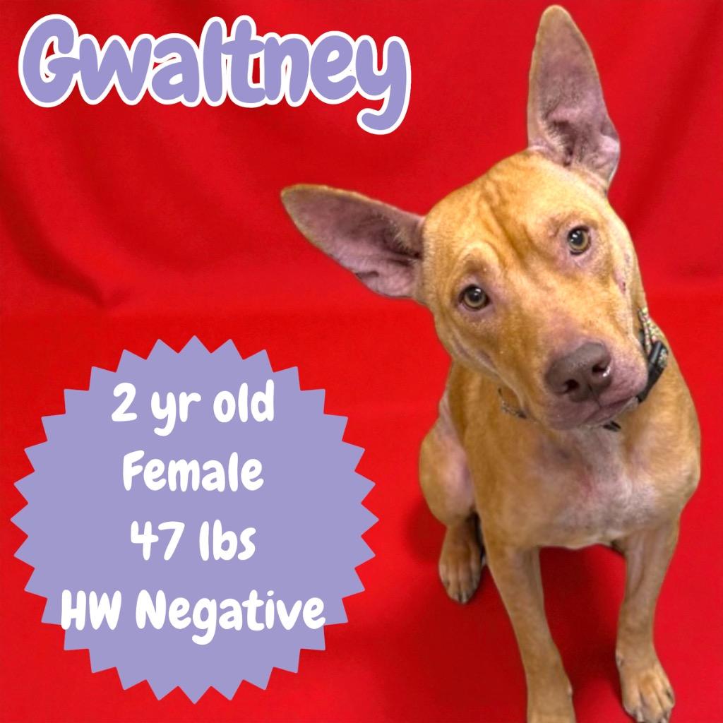 Gwaltney thumbnail 2