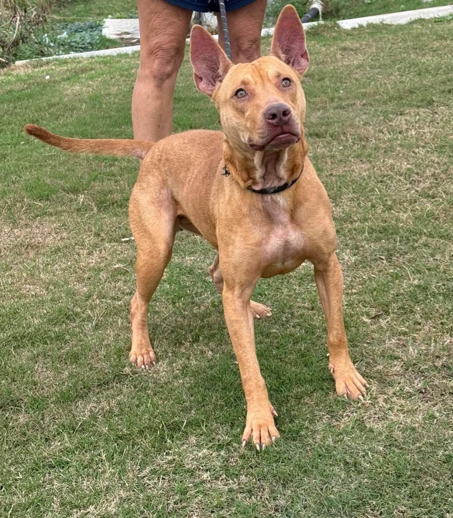 Enlarge Gwaltney, a Adoptable mixed breed in Sorrento, LA image 4/4