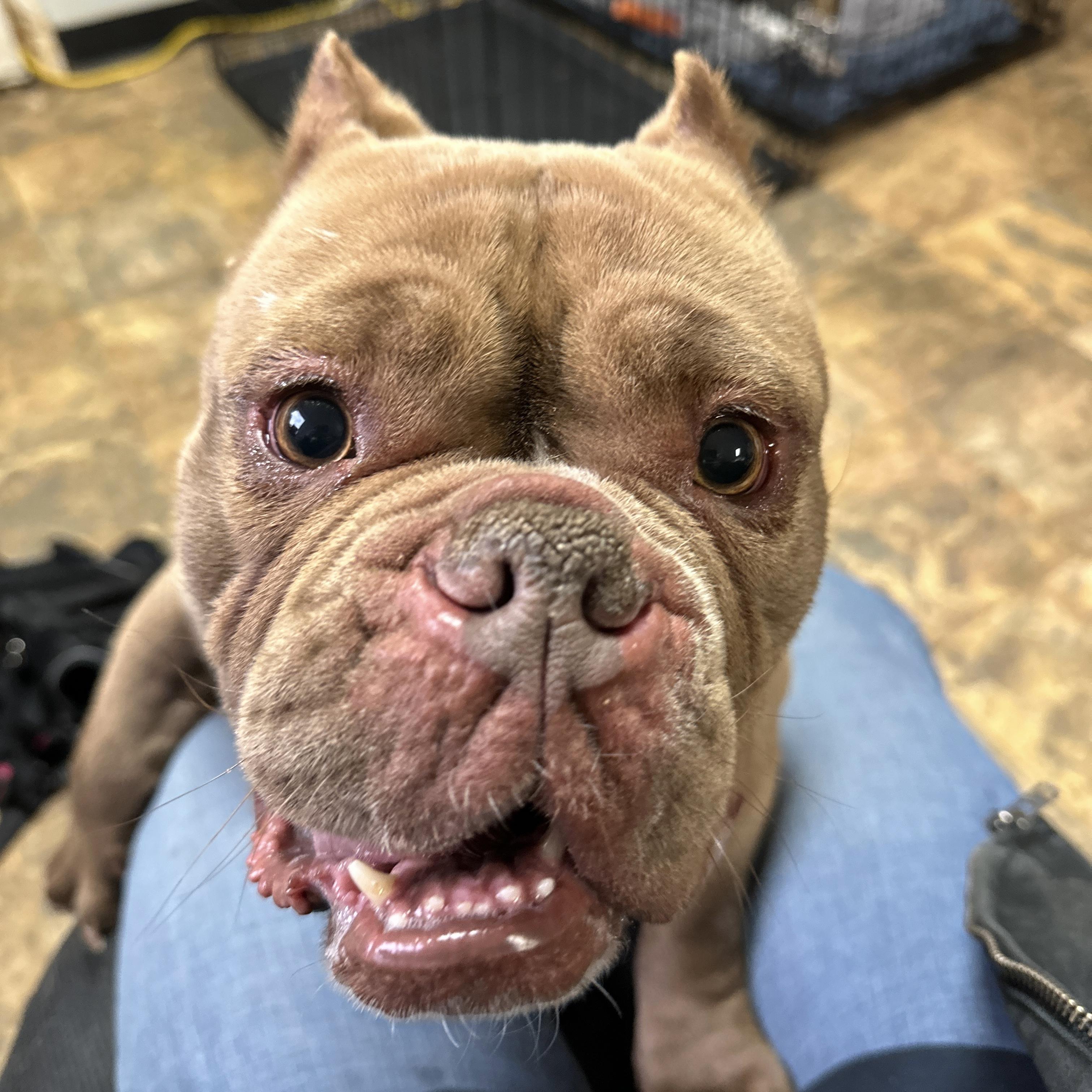 Babas — thumbnail 4