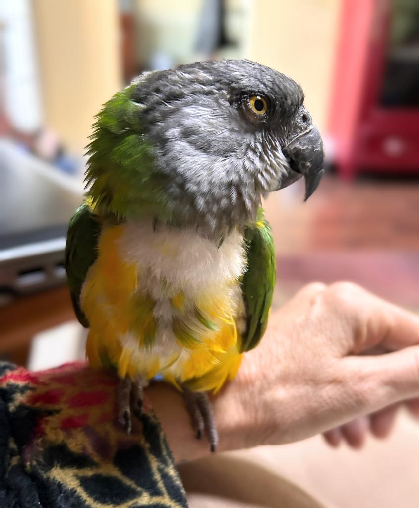Simba, a Adoptable Poicephalus / Senegal in Ballwin, MO image 1/6