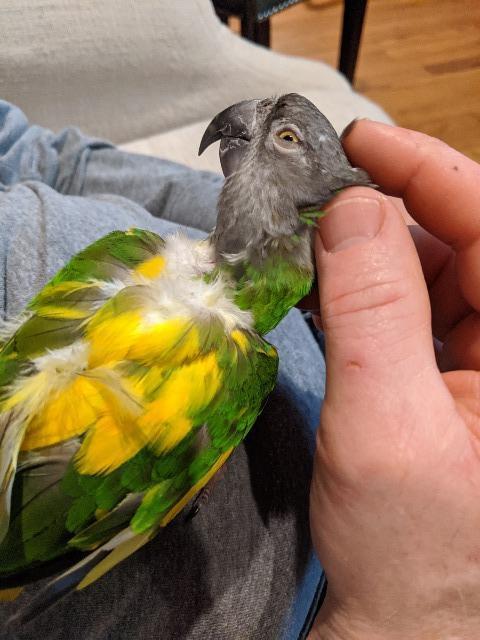 Simba, a Adoptable Poicephalus / Senegal in Ballwin, MO image 1/6