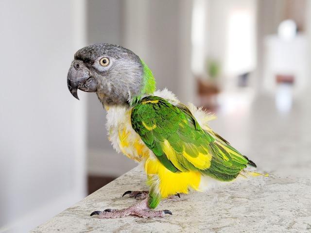 Simba, a Adoptable Poicephalus / Senegal in Ballwin, MO image 2/6