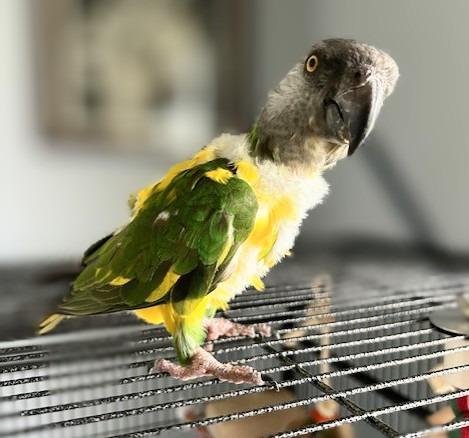 Simba, a Adoptable Poicephalus / Senegal in Ballwin, MO image 3/6