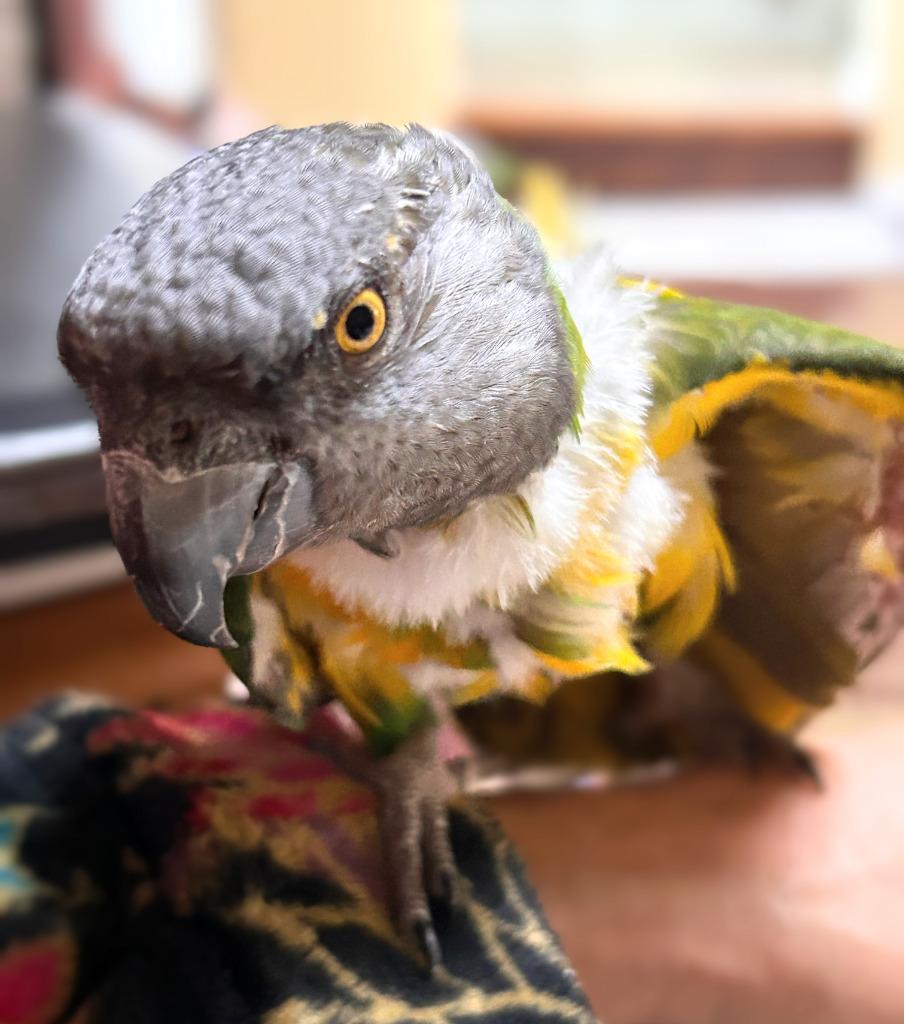 Simba, a Adoptable Poicephalus / Senegal in Ballwin, MO image 5/6