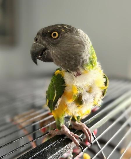 Simba, a Adoptable Poicephalus / Senegal in Ballwin, MO image 6/6