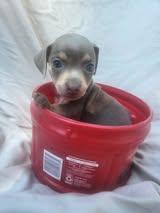 Enlarge Frappy, a ADOPTABLE mixed breed in Fertile, MN image 2/2