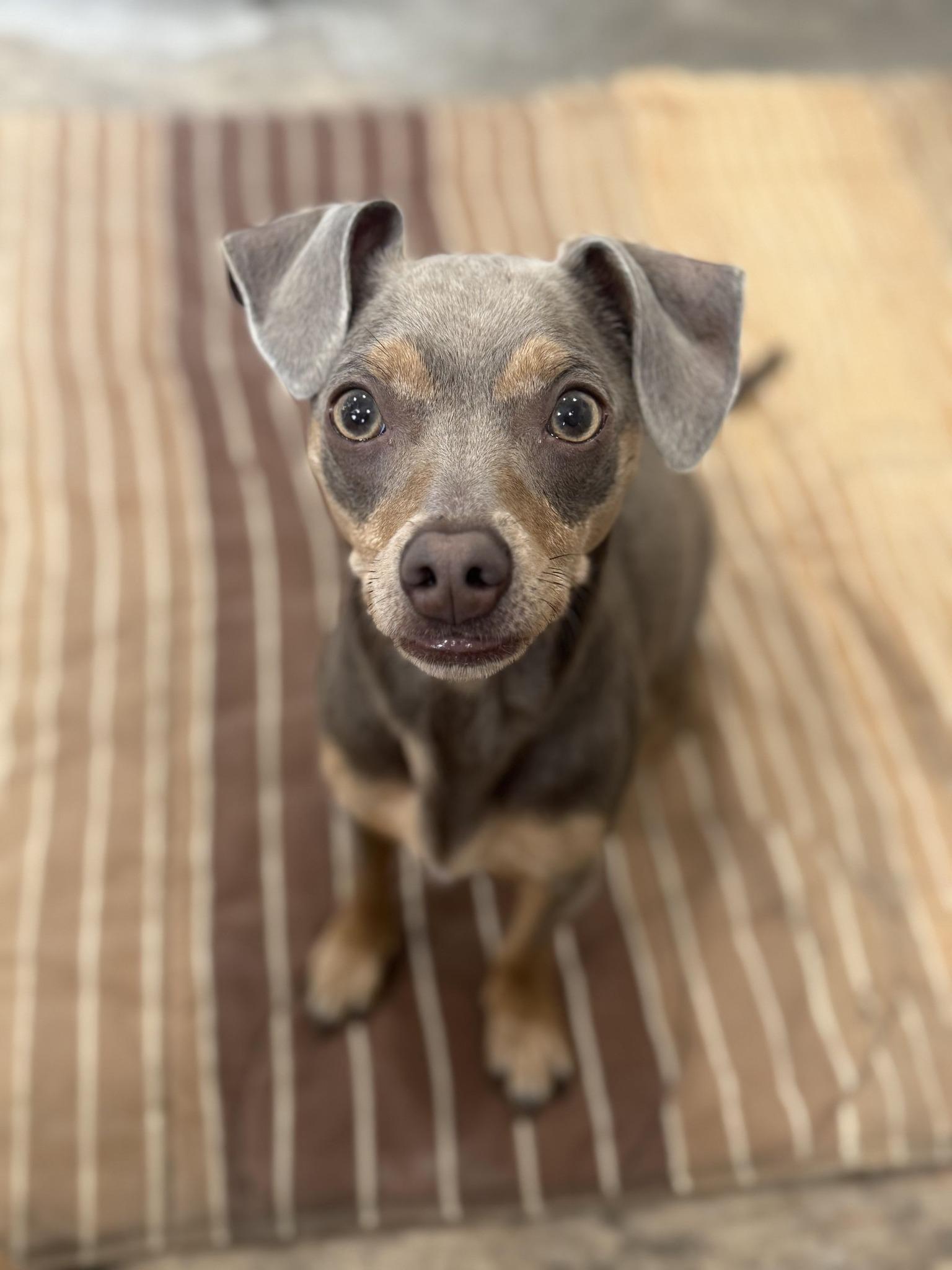 Enlarge Frappy, a ADOPTABLE mixed breed in Fertile, MN image 1/2