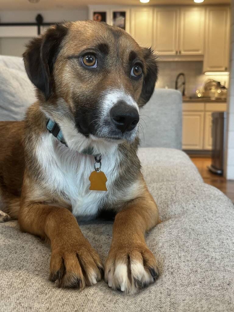 Enlarge Brie, a Adoptable mixed breed in Sunnyvale, CA image 1/1