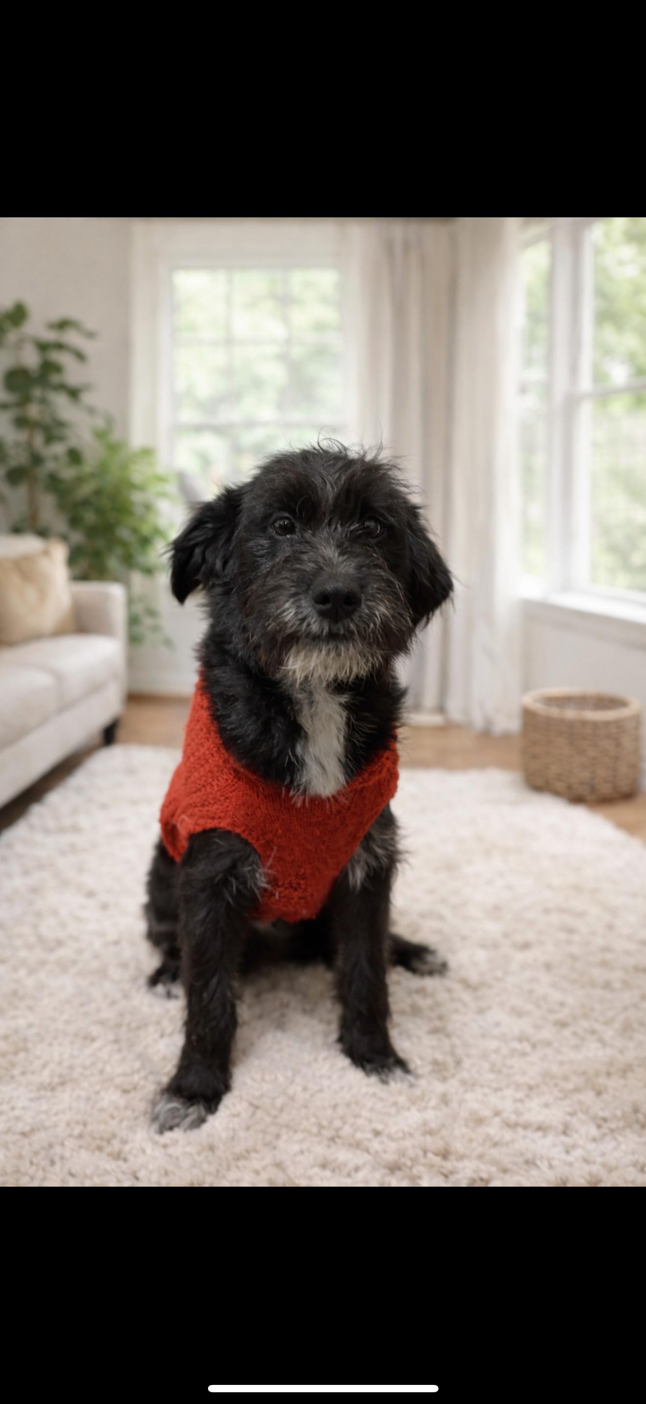 Evan, Adoptable, Puppy Male Miniature Schnauzer & Labrador Retriever.