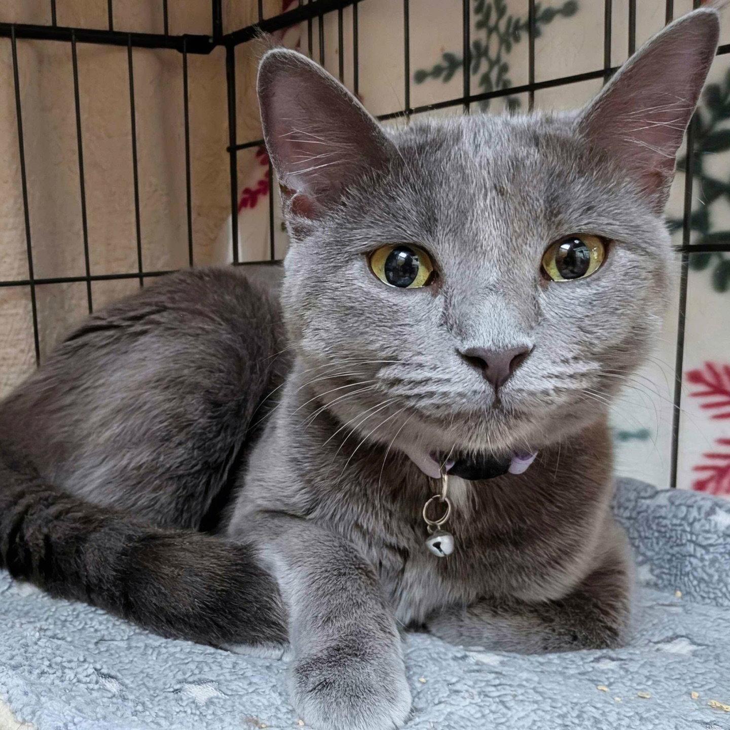 Ash, Adopted, Adult Female Domestic Short Hair.