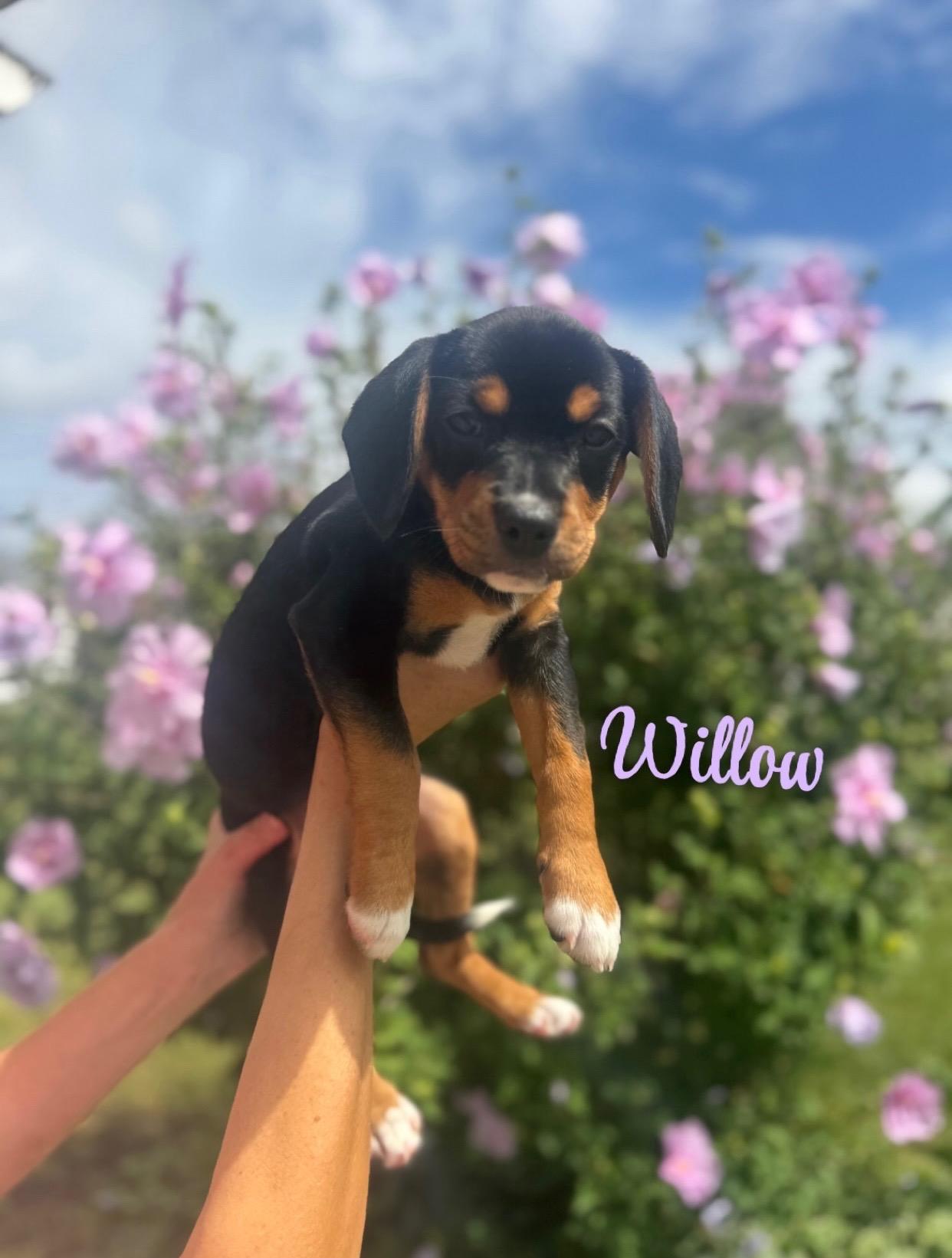 Willow, Adopted, Puppy Female Beagle.