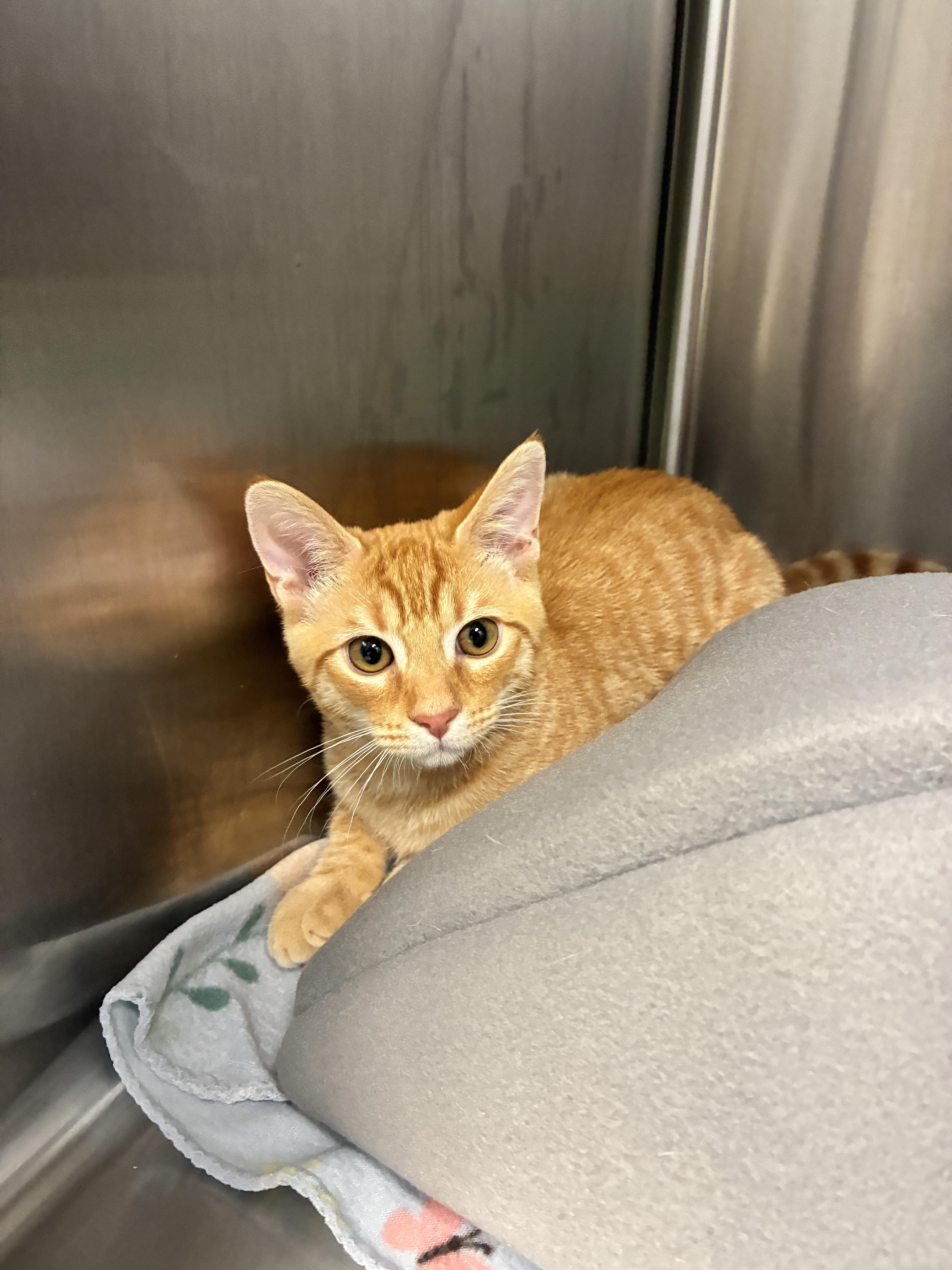 Rowan, Adoptable, Kitten Male Domestic Short Hair.