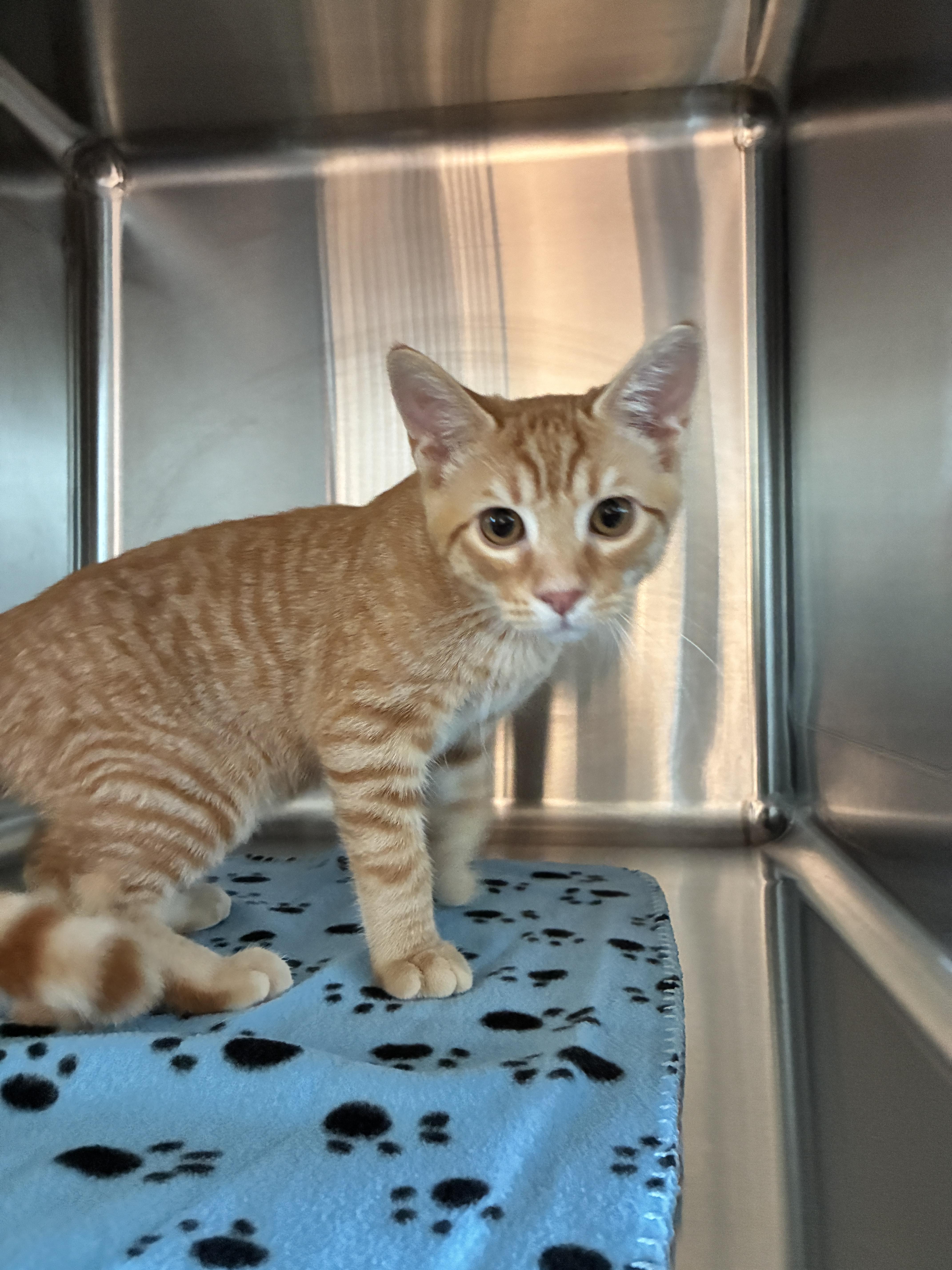 Rowan, a Adoptable mixed breed in Chico, CA image 2/2