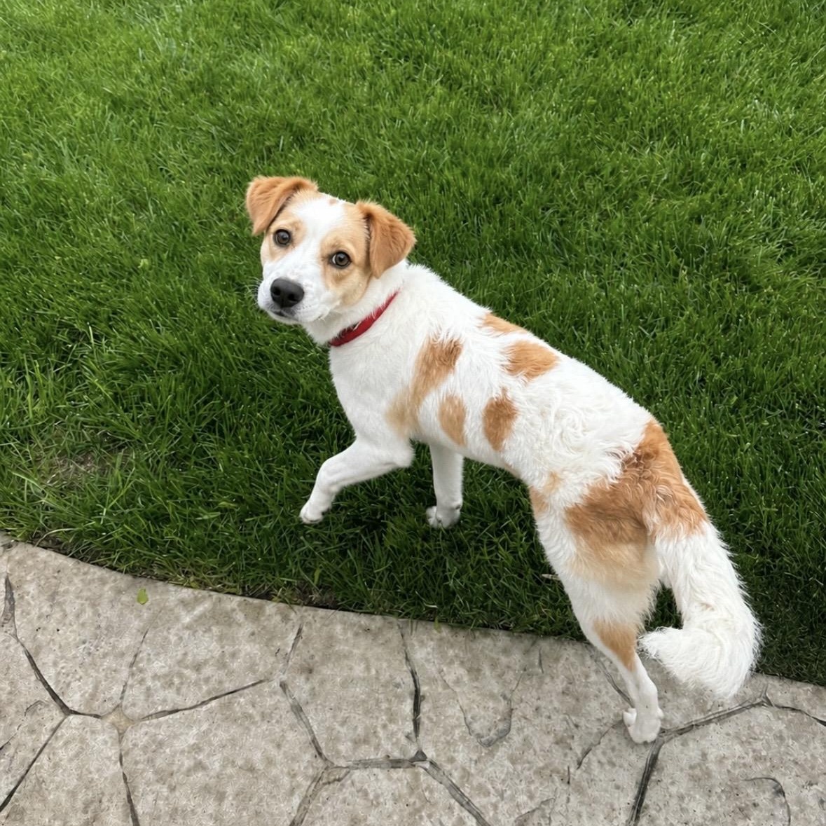 Josie, ADOPTABLE, Young Female Jack Russell Terrier & English Cocker Spaniel.