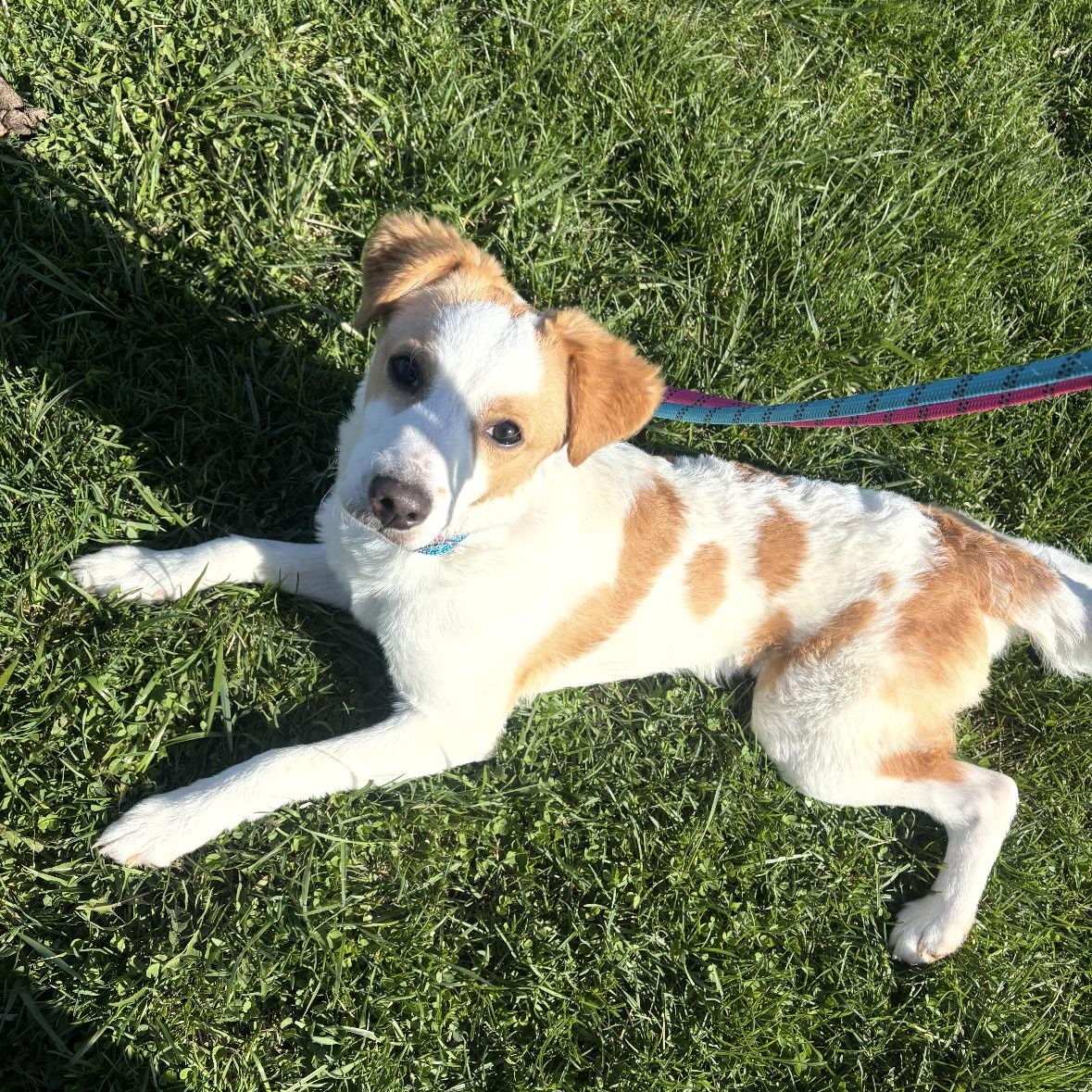 Enlarge Josie, a ADOPTABLE mixed breed in Mount Prospect, IL image 6/6