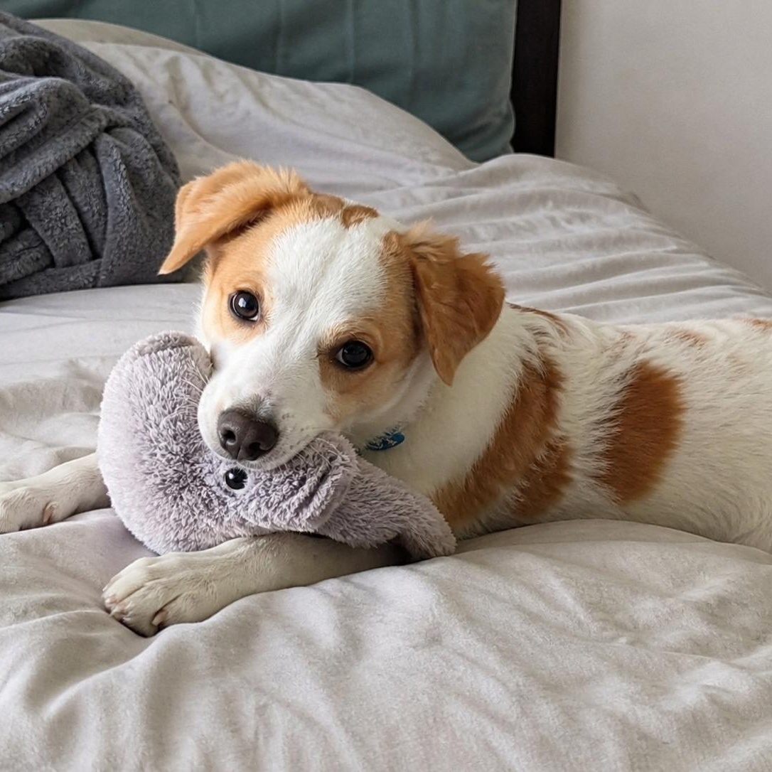 Enlarge Josie, a ADOPTABLE mixed breed in Mount Prospect, IL image 4/6
