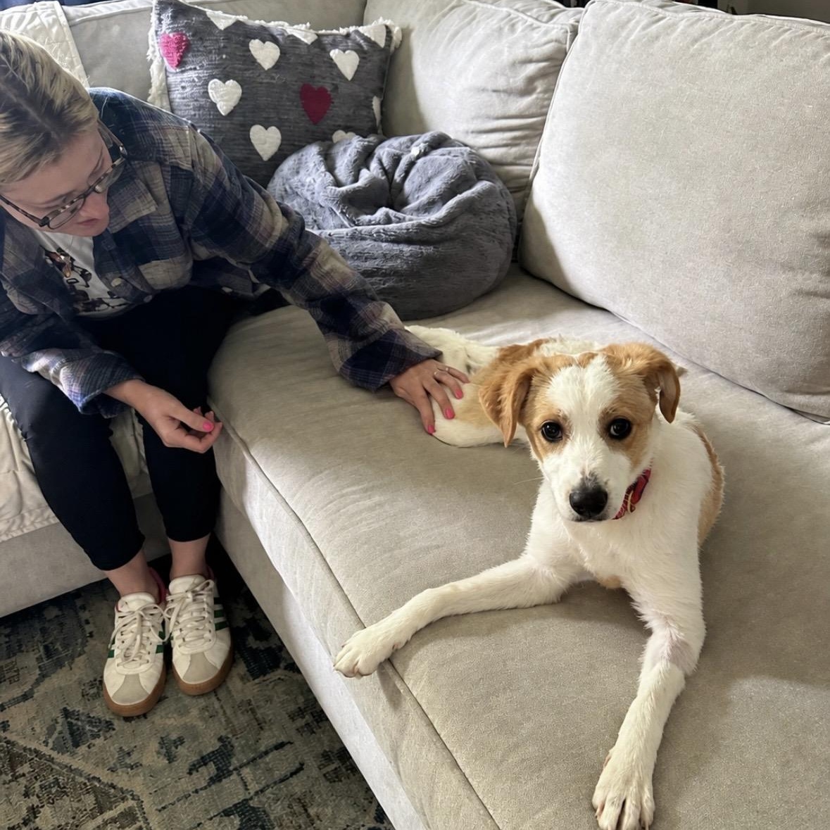 Enlarge Josie, a ADOPTABLE mixed breed in Mount Prospect, IL image 3/6