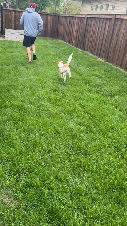 Enlarge Josie, a ADOPTABLE mixed breed in Mount Prospect, IL video 5/6