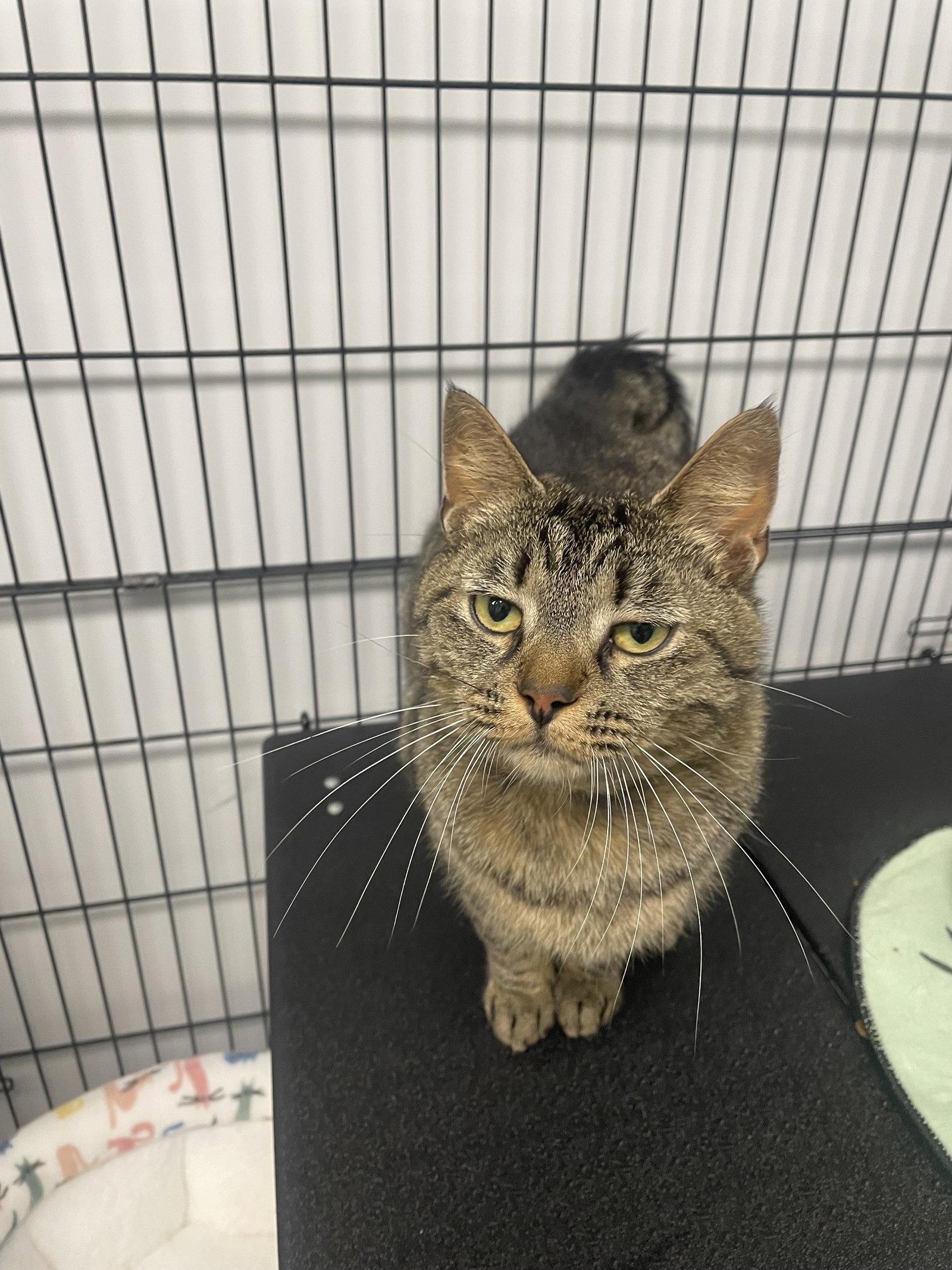 Sepia, Adoptable, Adult Female Tabby & Domestic Short Hair.
