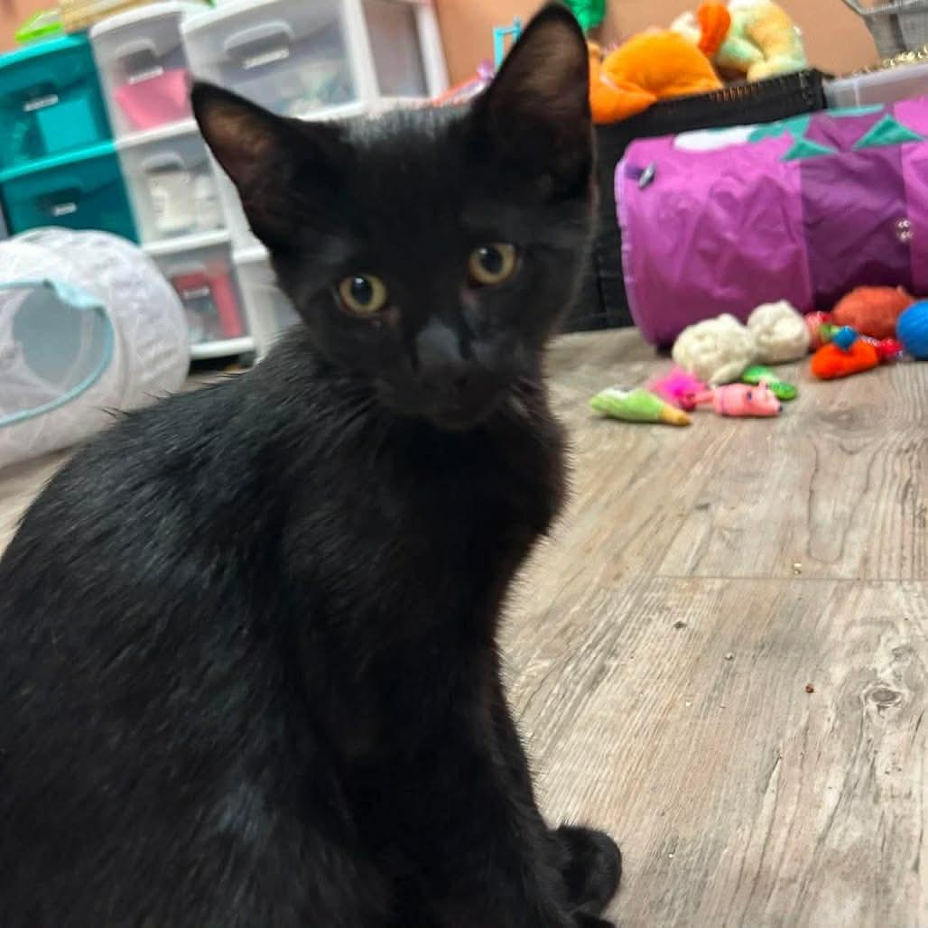 Eric, adoptable, Kitten Male Domestic Short Hair.