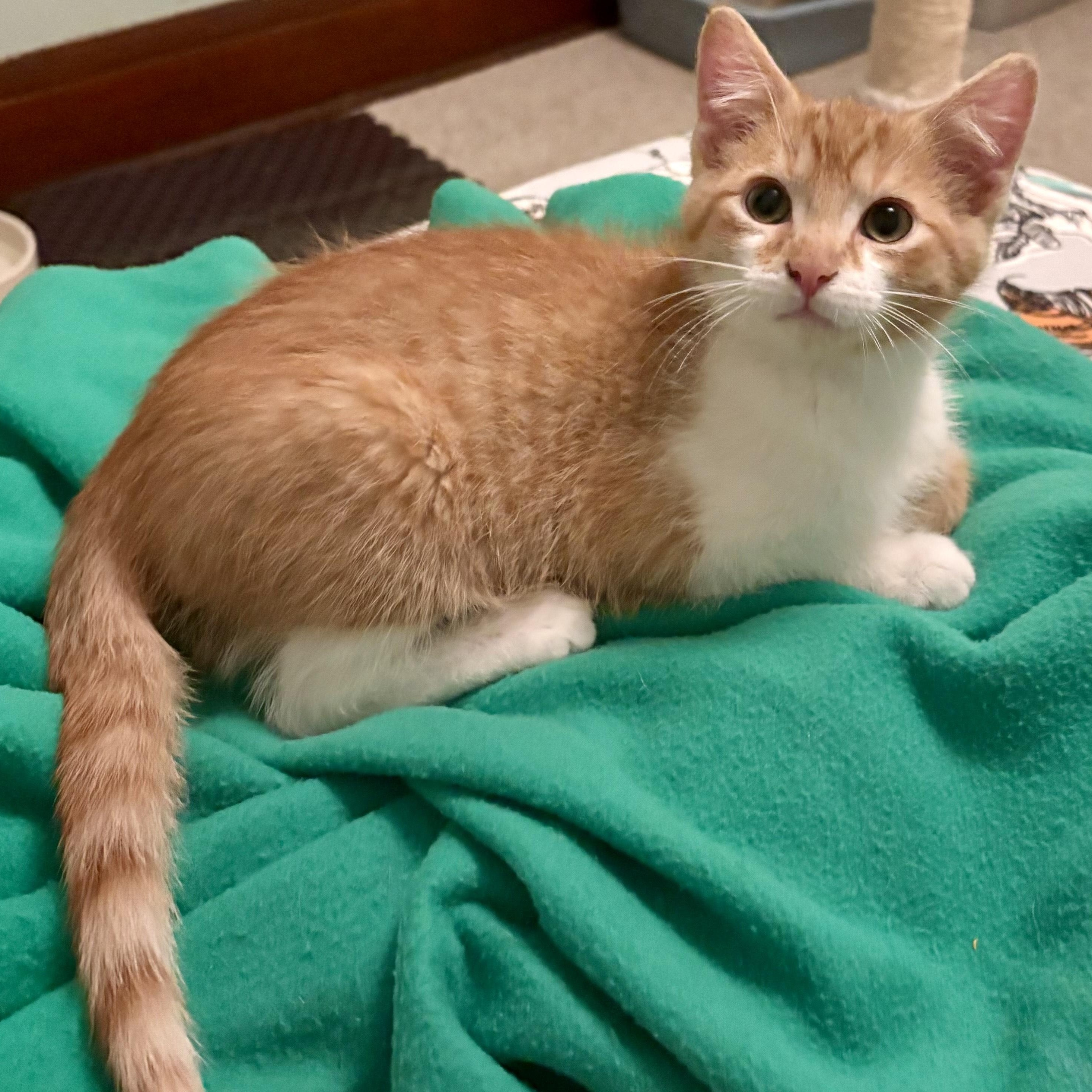 Sardine, an adopted Domestic Short Hair in Milwaukee, WI image 6/6