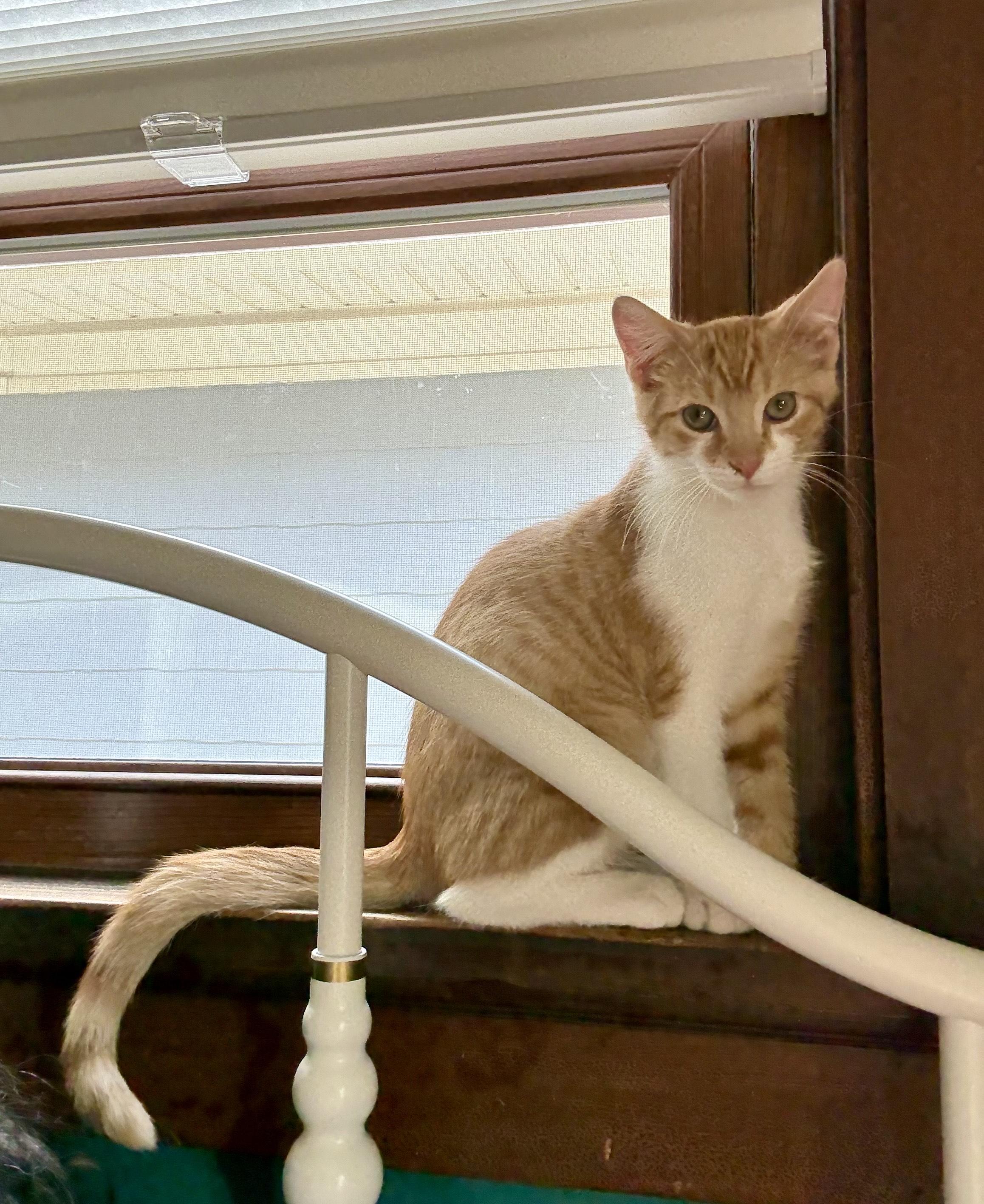 Sardine, an adopted Domestic Short Hair in Milwaukee, WI image 4/6
