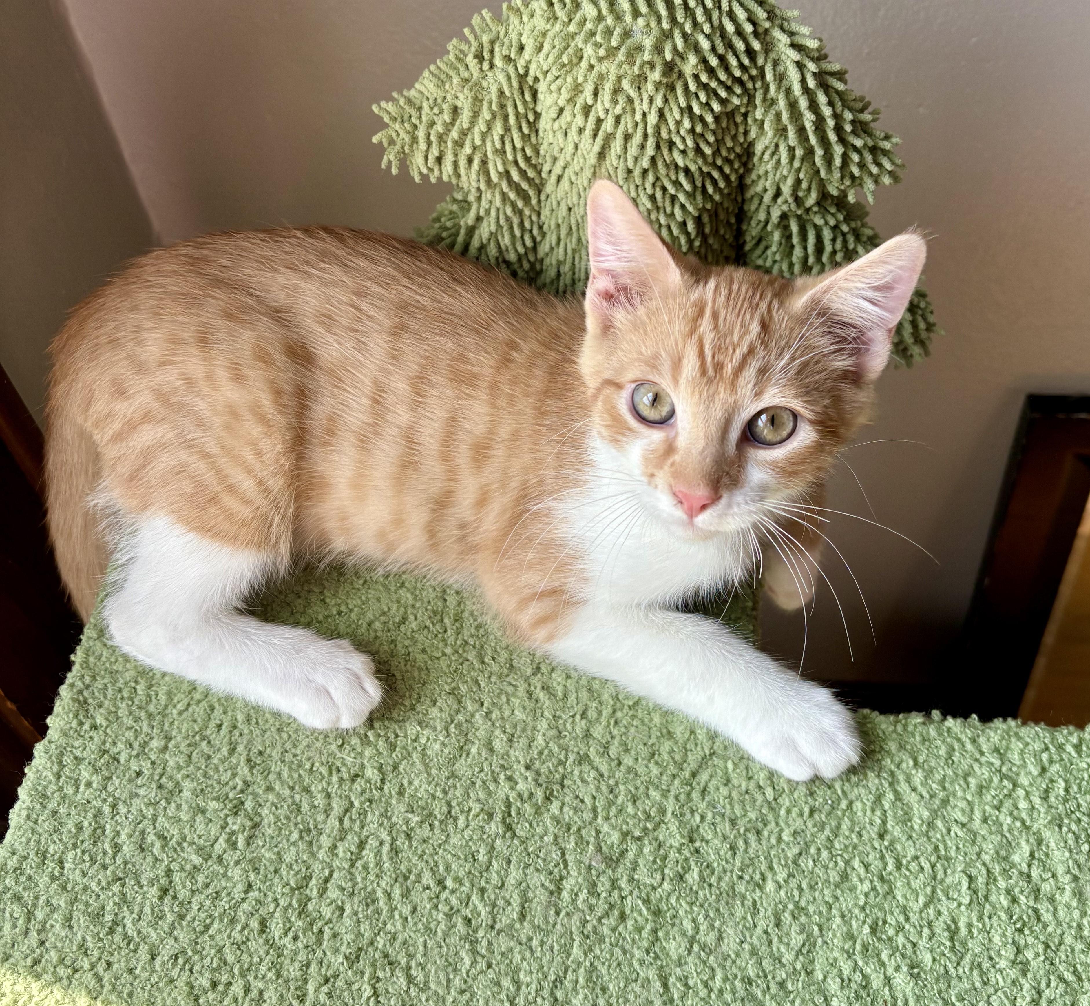 Sardine, an adopted Domestic Short Hair in Milwaukee, WI image 2/6