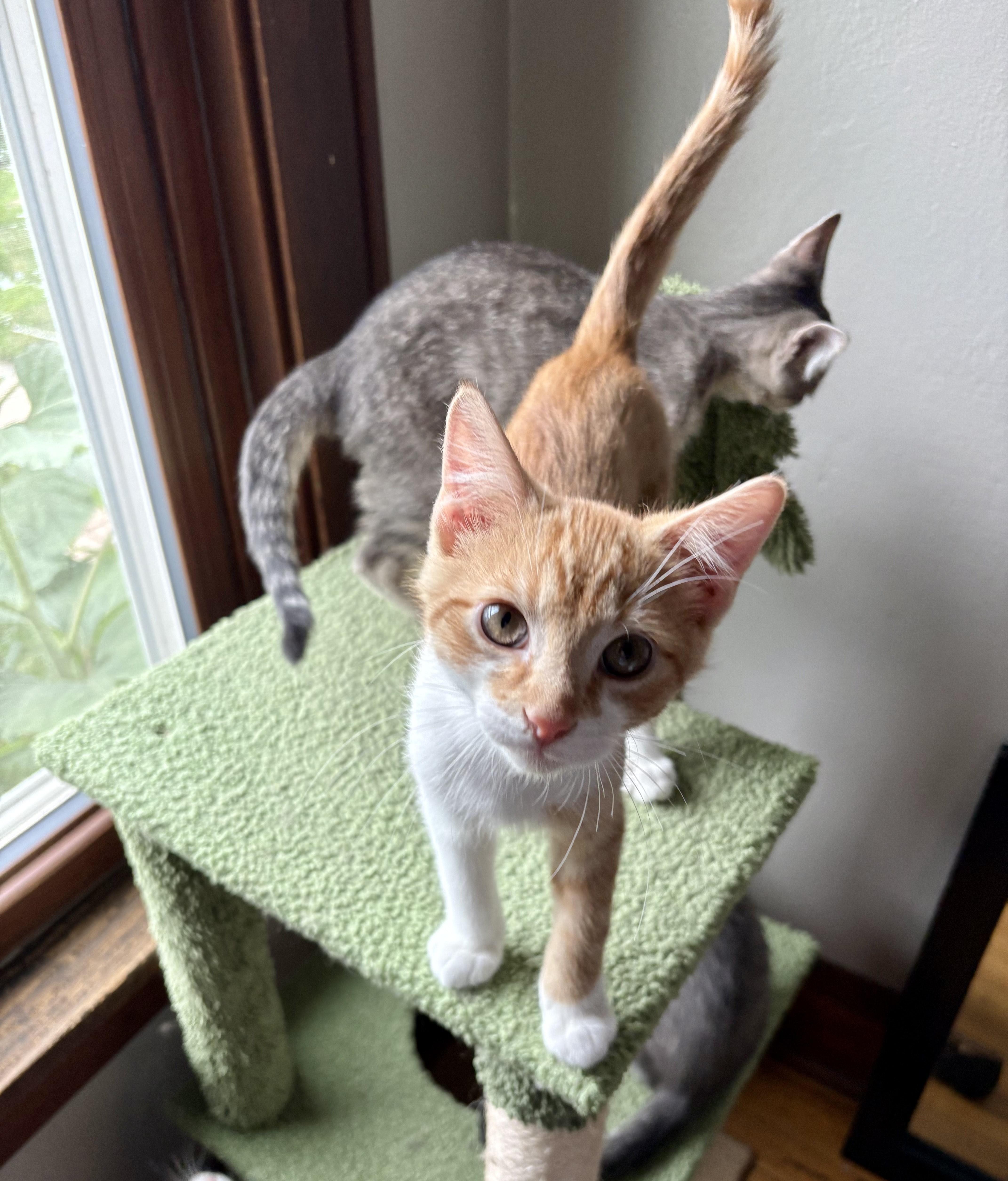 Sardine, adopted, Kitten Male Domestic Short Hair.