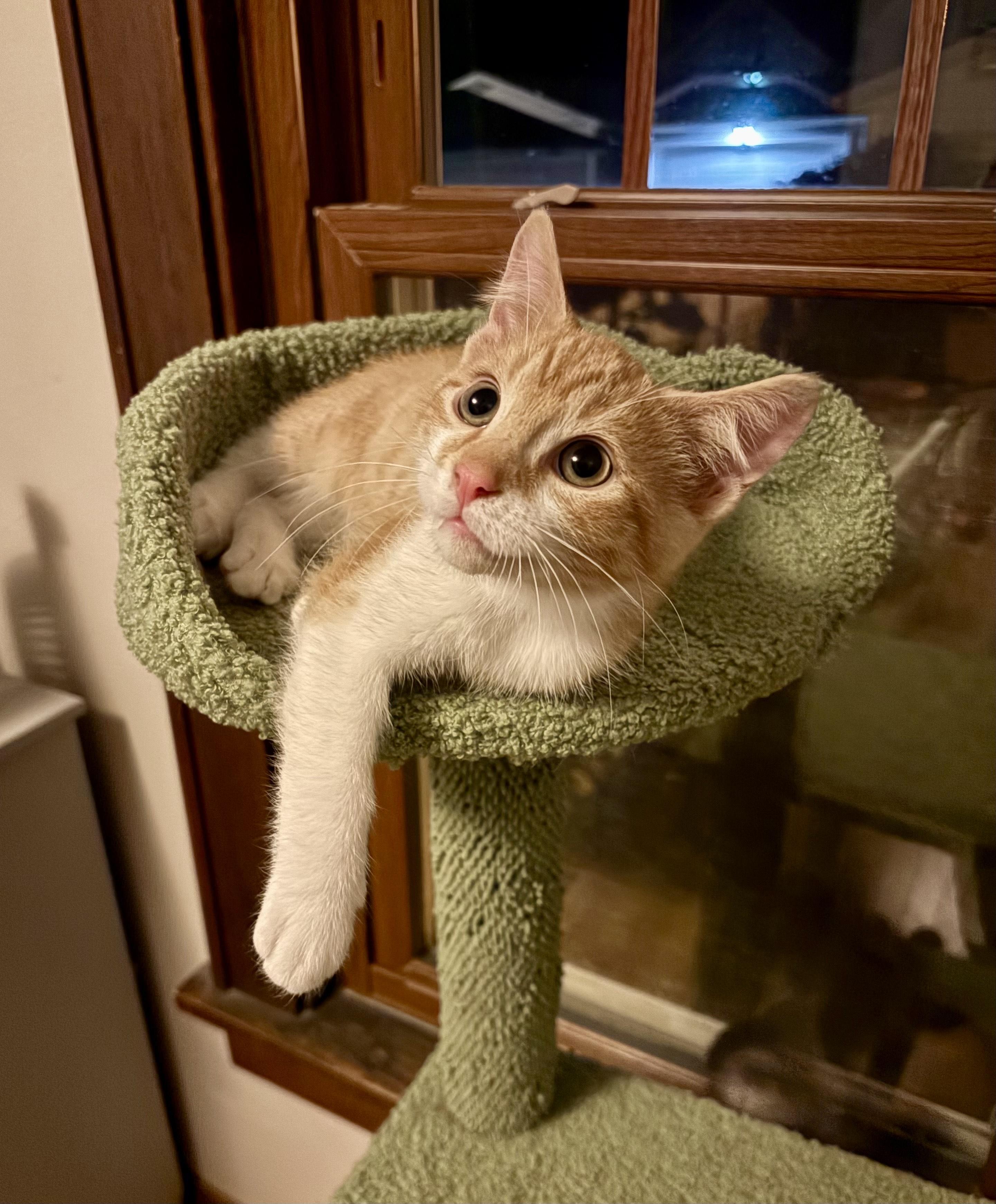 Sardine, an adopted Domestic Short Hair in Milwaukee, WI image 3/6