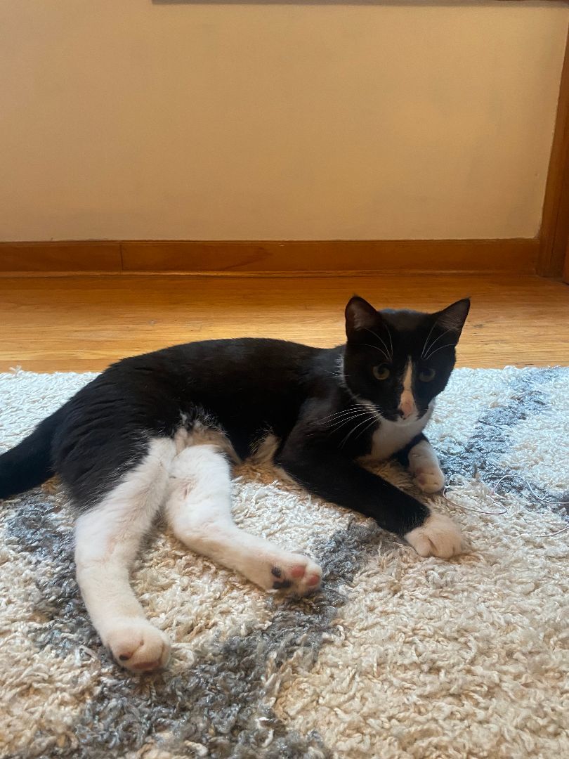 Mitts (Courtesy post), a Adoptable Domestic Short Hair in Philadelphia, PA image 1/5