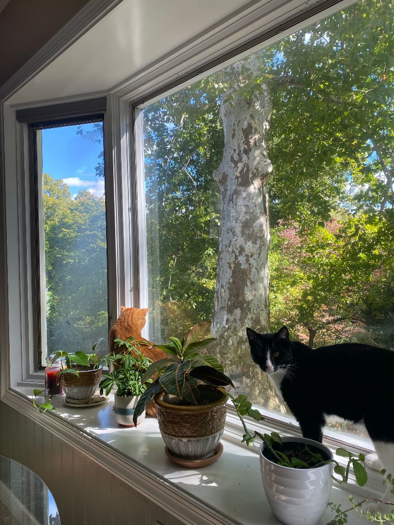 Mitts (Courtesy post), a Adoptable Domestic Short Hair in Philadelphia, PA image 2/5