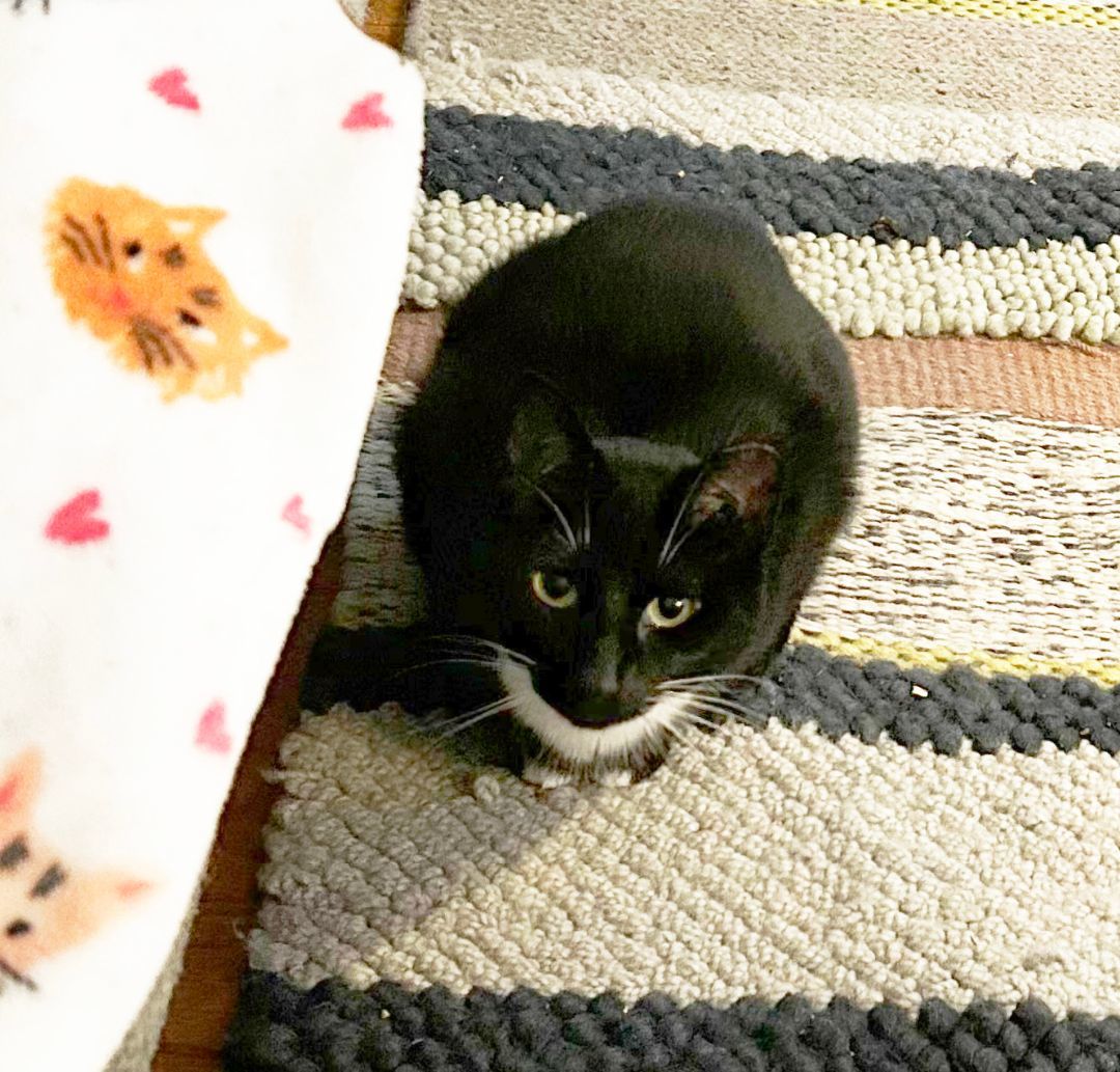 Mitts (Courtesy post), Adoptable, Adult Male Domestic Short Hair.