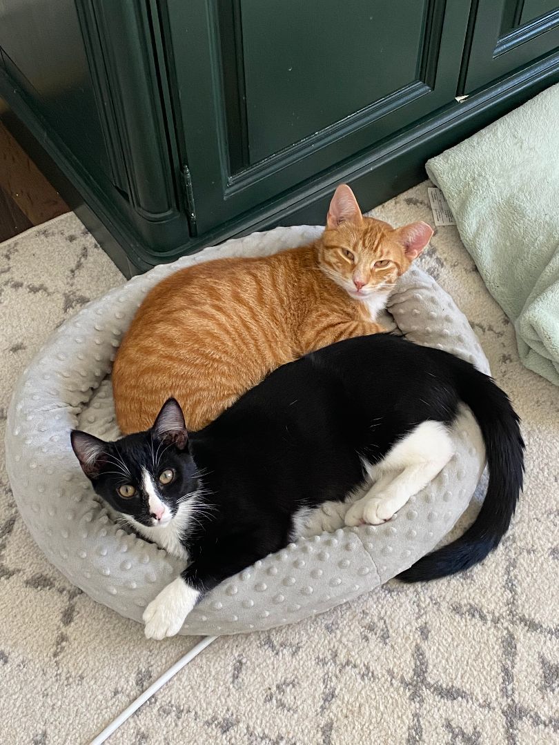 Mitts (Courtesy post), a Adoptable Domestic Short Hair in Philadelphia, PA image 4/5