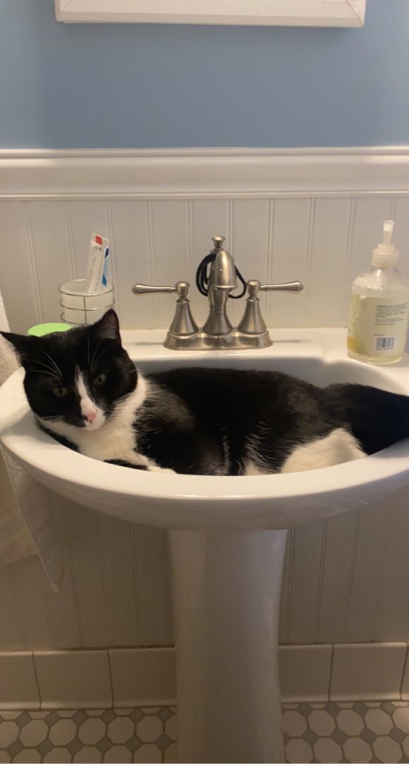 Mitts (Courtesy post), a Adoptable Domestic Short Hair in Philadelphia, PA image 5/5