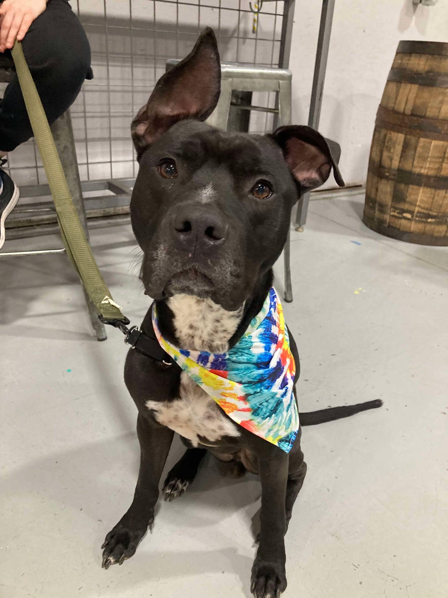 Enlarge Smokey Bear, a Adoptable mixed breed in Oklahoma City, OK image 1/6
