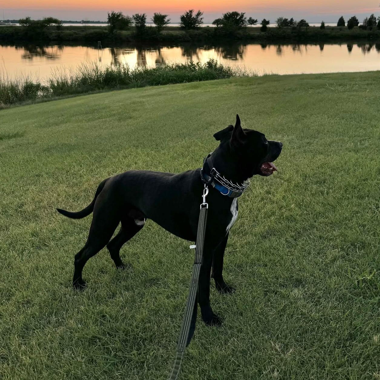 Enlarge Smokey Bear, a Adoptable mixed breed in Oklahoma City, OK image 5/6