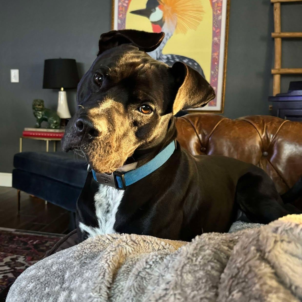 Enlarge Smokey Bear, a Adoptable mixed breed in Oklahoma City, OK image 2/6