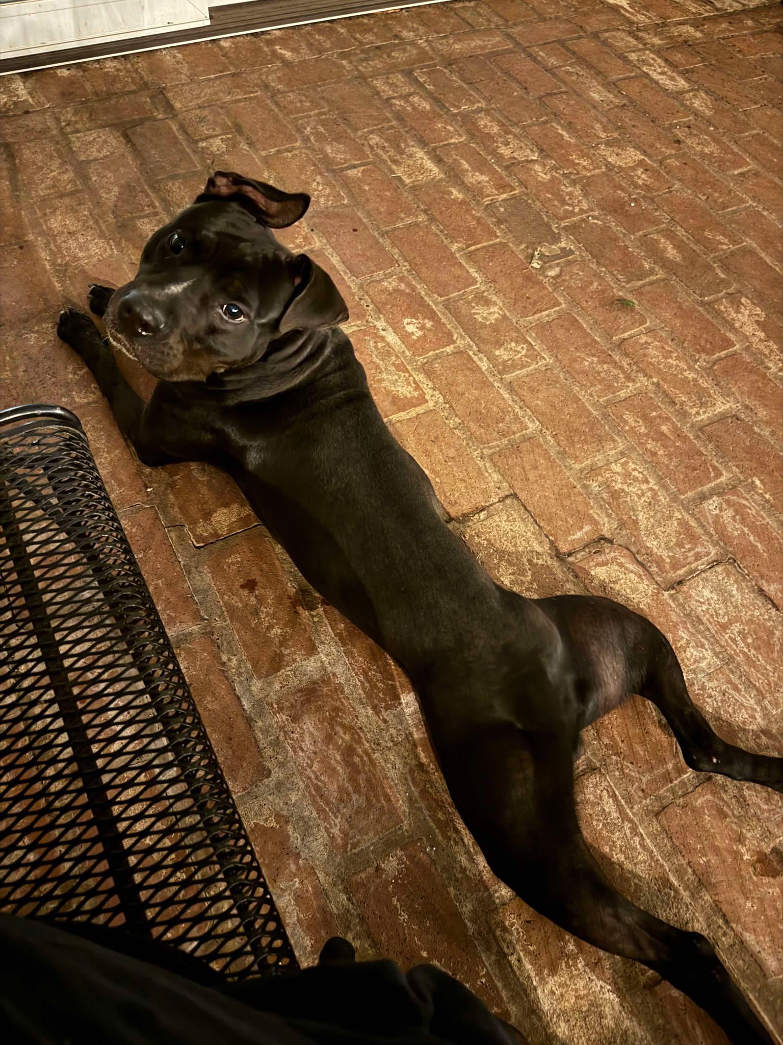 Enlarge Smokey Bear, a Adoptable mixed breed in Oklahoma City, OK image 3/6