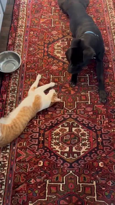 Enlarge Smokey Bear, a Adoptable mixed breed in Oklahoma City, OK video 4/6