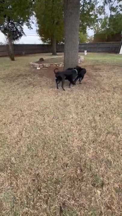 Enlarge Smokey Bear, a Adoptable mixed breed in Oklahoma City, OK video 6/6