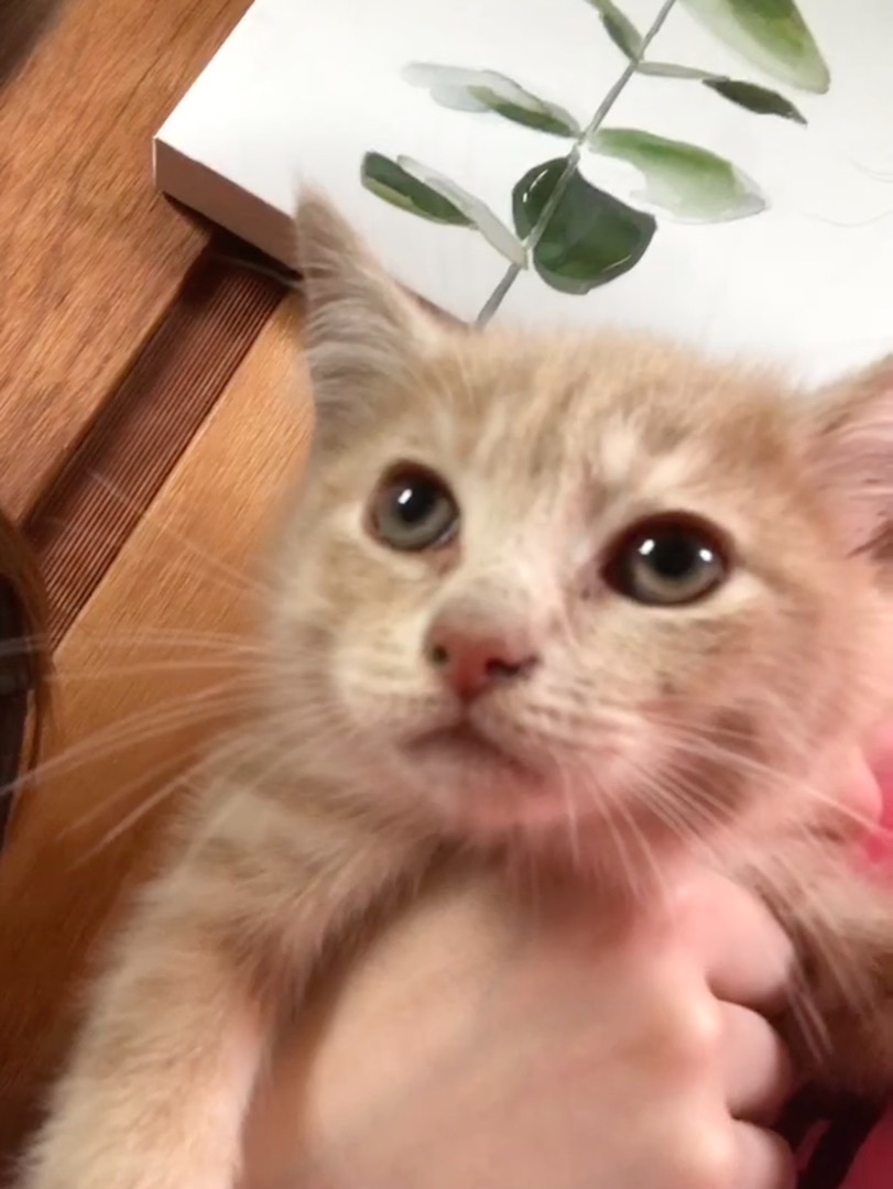 Enlarge Terrence, a Adoptable Domestic Short Hair in Stuart, VA image 1/2