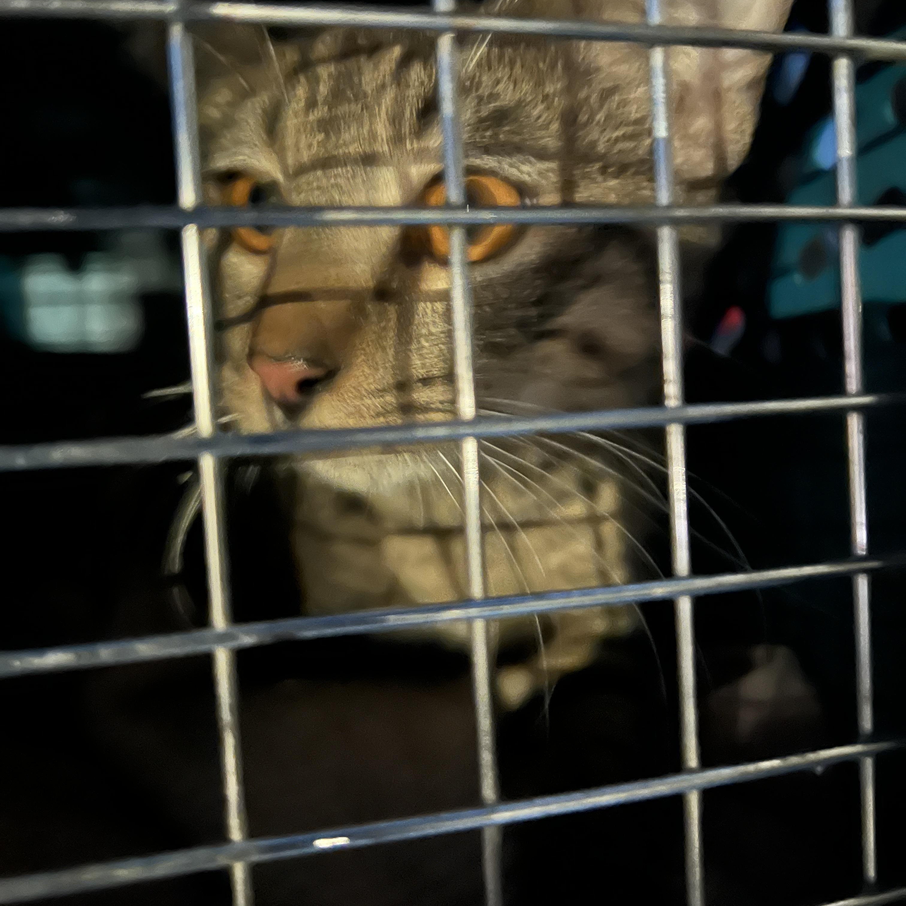 Enlarge BAGEL , an adopted Domestic Short Hair in Las Vegas, NV image 2/2