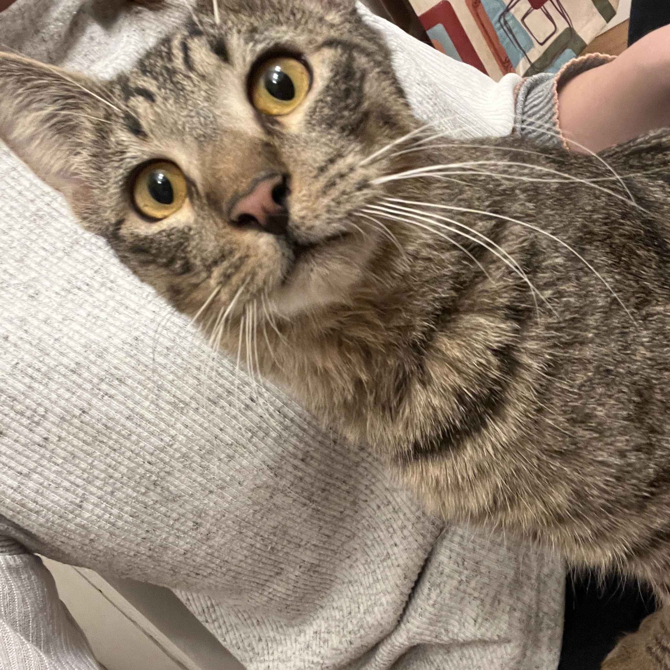 Enlarge BAGEL , an adopted Domestic Short Hair in Las Vegas, NV image 1/2