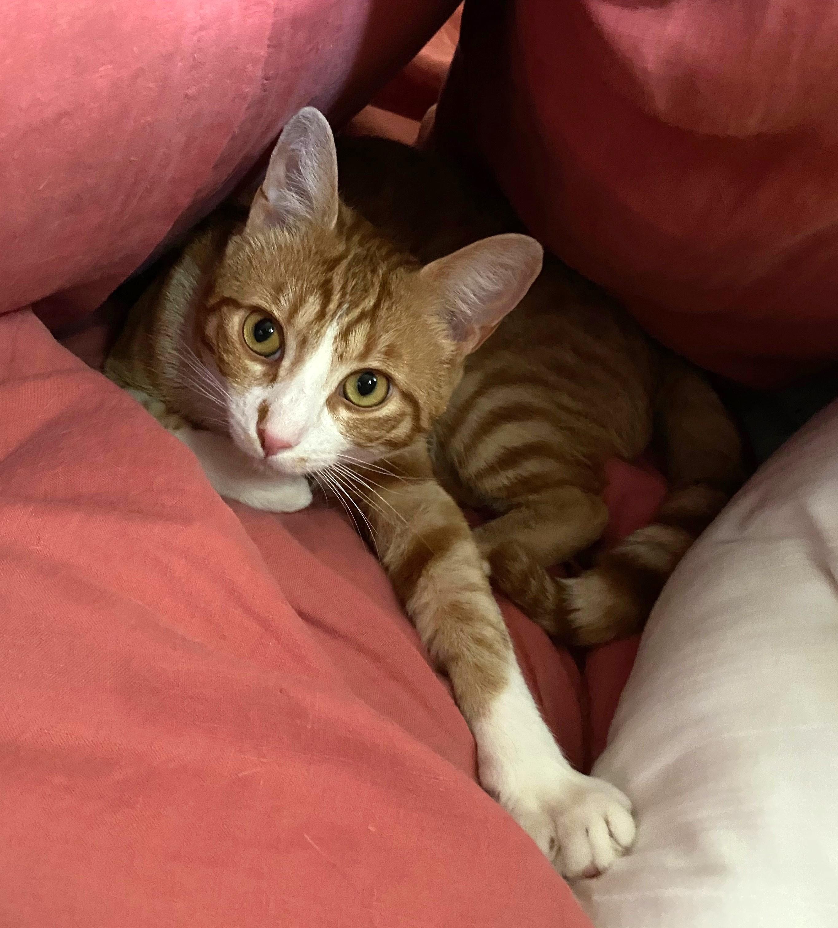 Enlarge Simon, a ADOPTABLE Tabby in New Albany, OH image 1/2
