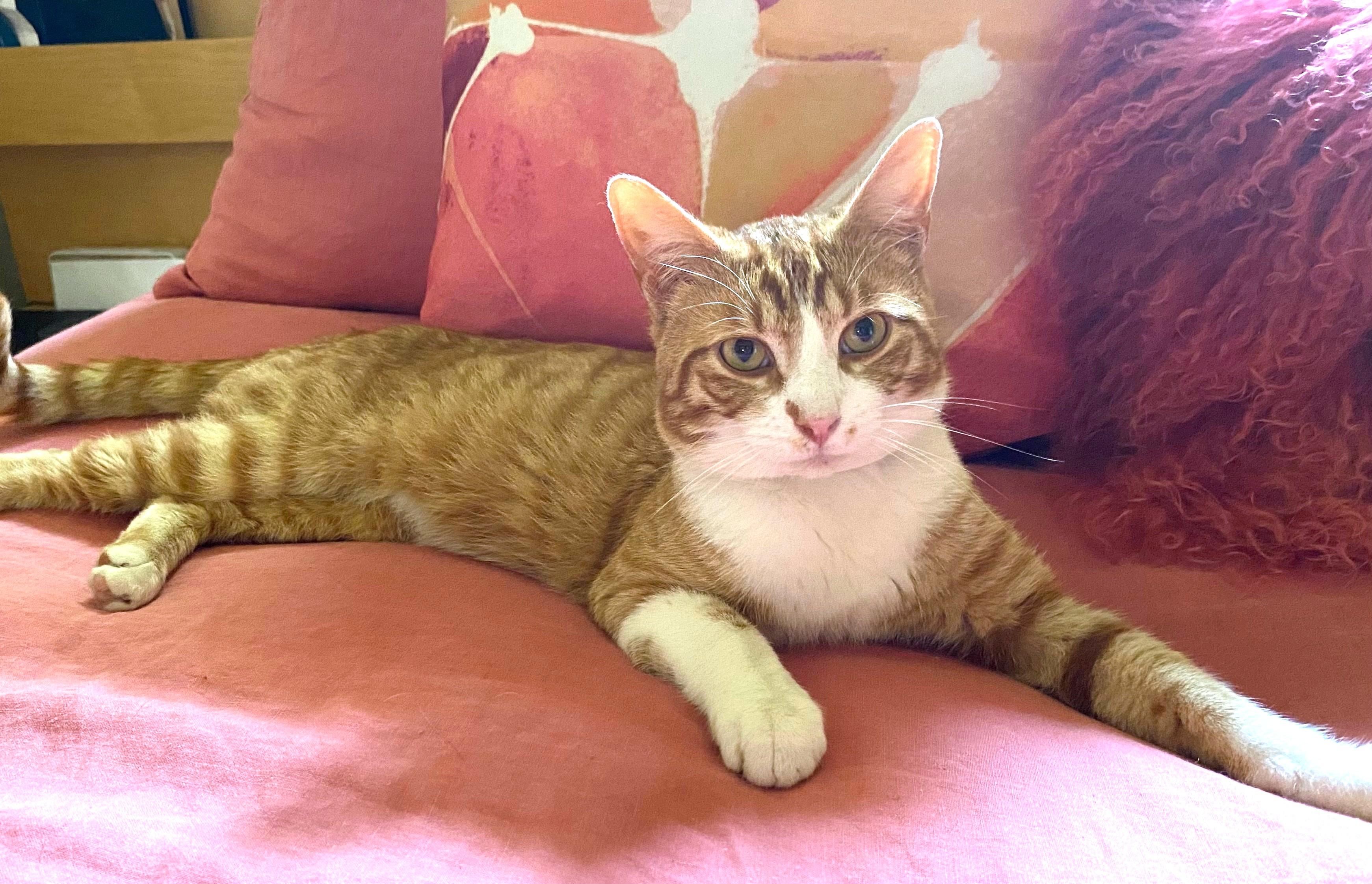 Enlarge Simon, a ADOPTABLE Tabby in New Albany, OH image 2/2
